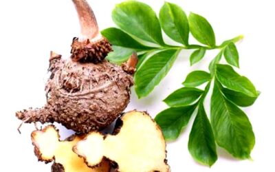 Beneficios de Consumir Konjac (Glucomanano Tubérculo)para la Salud y el Bienestar